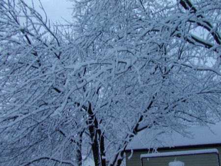 Winter Backyard