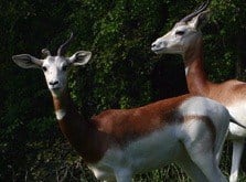 Photo From Binderparkzoo.org