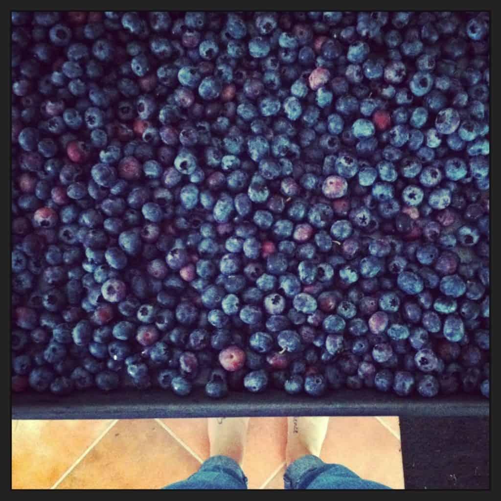Ask A Michigander: Did I miss blueberry season?