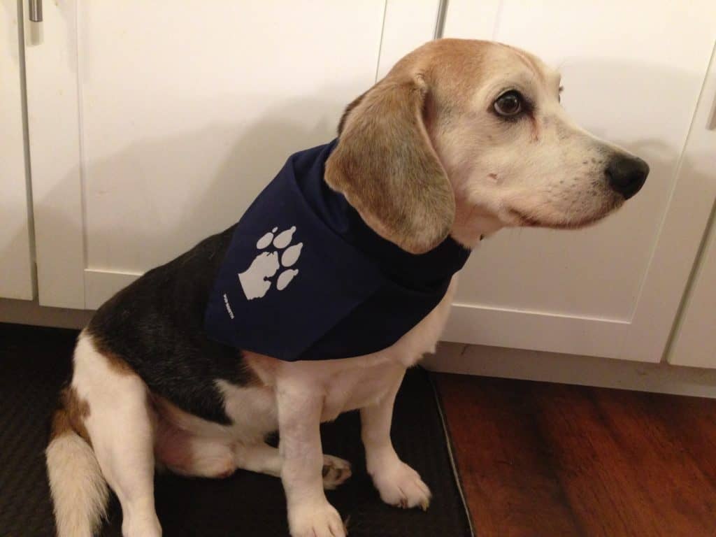 Pup North Give the Gift of Pet Swag