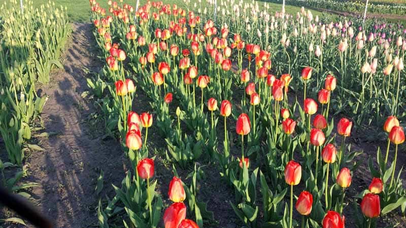 Capturing The Colorful Holland Tulips Of Spring