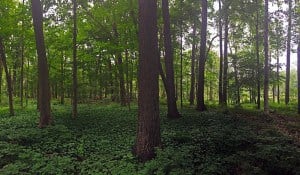 Chipp-A-Waters Park