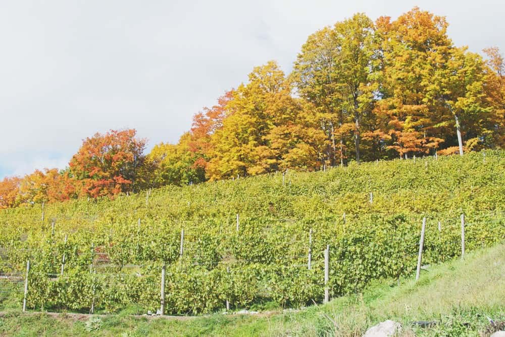 Make A Stop At Pond Hill Farm During A Tunnel Of Trees Tour - Awesome Mitten