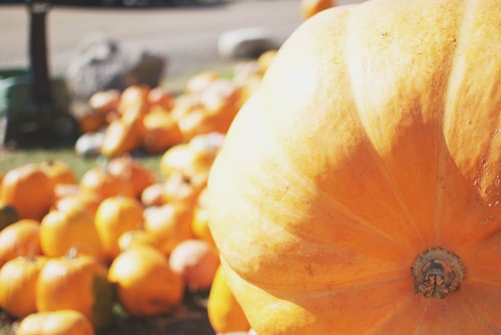 Make A Stop At Pond Hill Farm During A Tunnel Of Trees Tour - Awesome Mitten