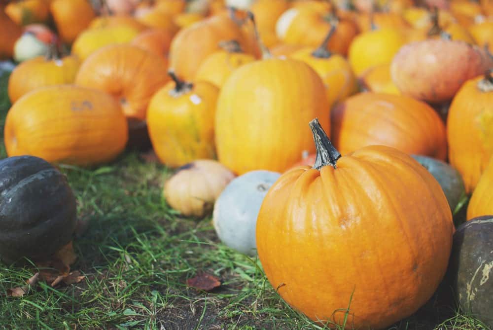 Make A Stop At Pond Hill Farm During A Tunnel Of Trees Tour - Awesome Mitten