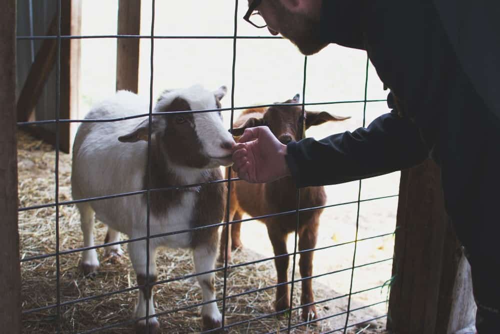 Make A Stop At Pond Hill Farm During A Tunnel Of Trees Tour - Awesome Mitten