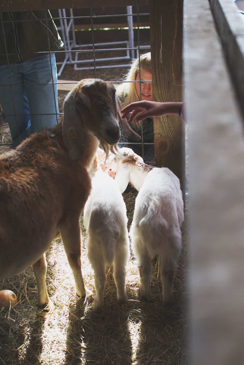 Make A Stop At Pond Hill Farm During A Tunnel Of Trees Tour - Awesome Mitten