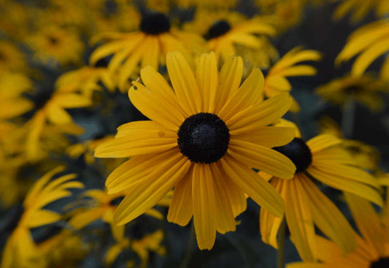 Michigan Wildflowers - Black-Eyed Susan
