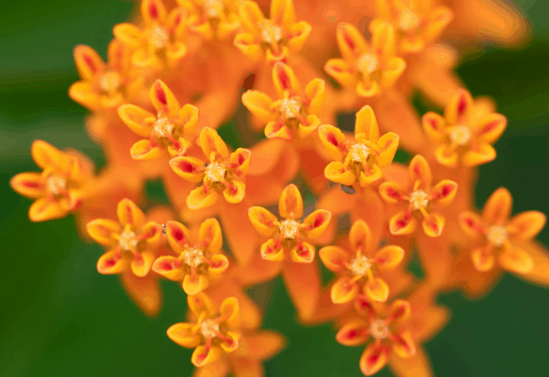 Michigan Wildflowers - Butterfly Weed