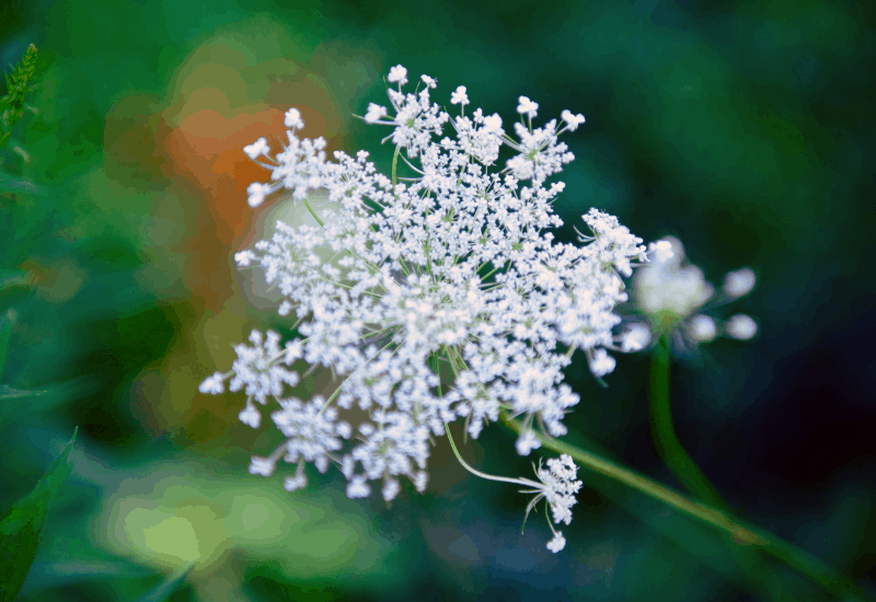 Michigan Wildflowers - Queen Anne's Lace