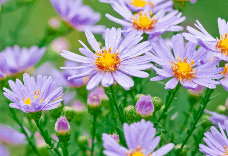 Michigan Wildflowers - Smooth Aster