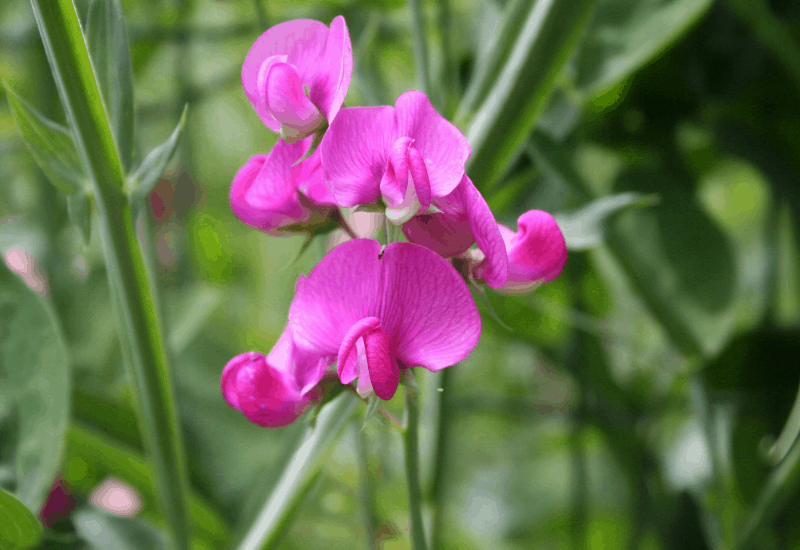 Michigan Wildflowers - Sweet Pea