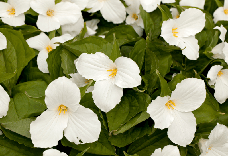 Michigan Wildflowers - Trillium