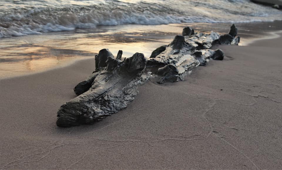 Are There Sharks Or Crocodiles In Lake Michigan?