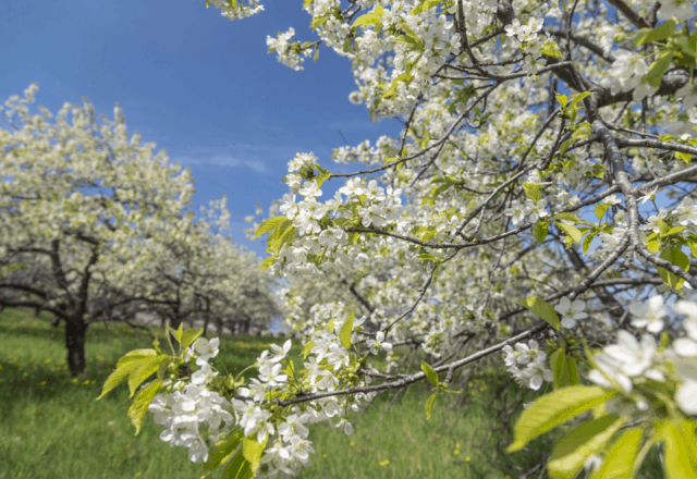 100+ Unique Spring Things to Do in Michigan This Year [2026]