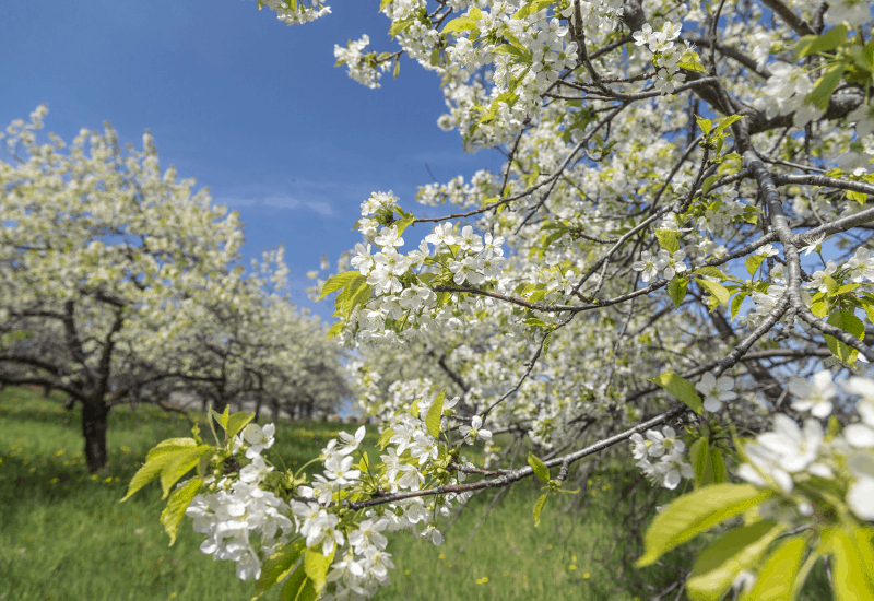 Traverse City Cherry Blossoms - Spring Things To Do