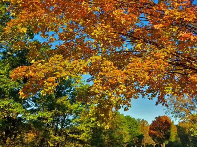 Hines Drive Fall color tour, Metro Detroit, Southeastern Michigan