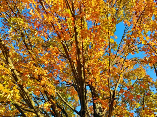 Hines Drive Fall color tour, Metro Detroit, Southeastern Michigan