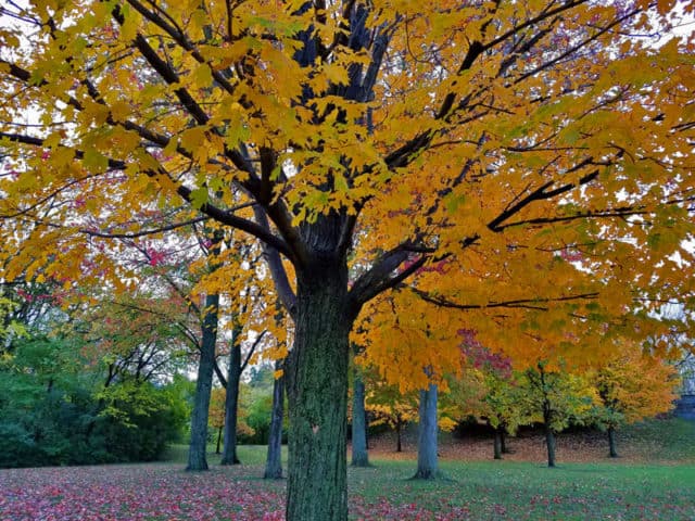 Hines Drive Fall color tour, Metro Detroit, Southeastern Michigan
