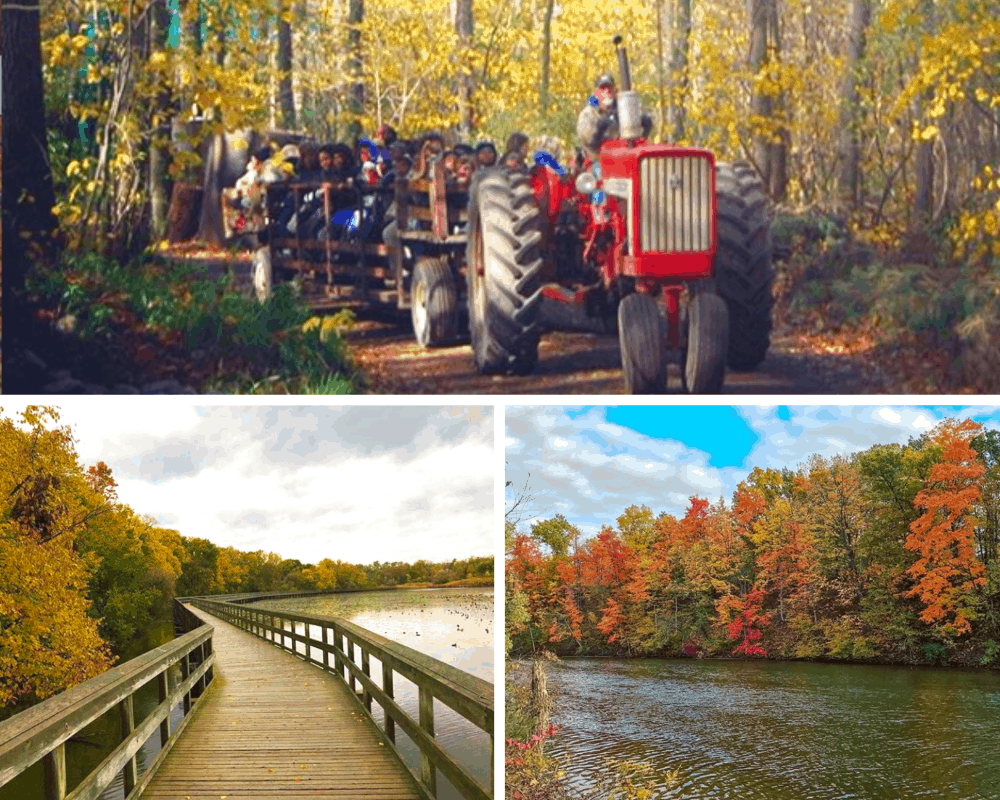 Fall In Ypsilanti Michigan