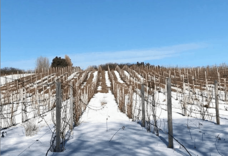 Winter At Traverse City Vineryards