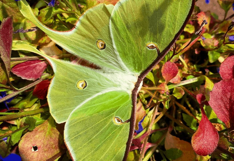 Butterfly House Mackinac Island