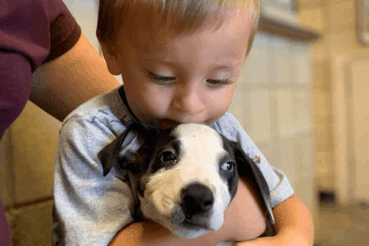 Boy And Dog