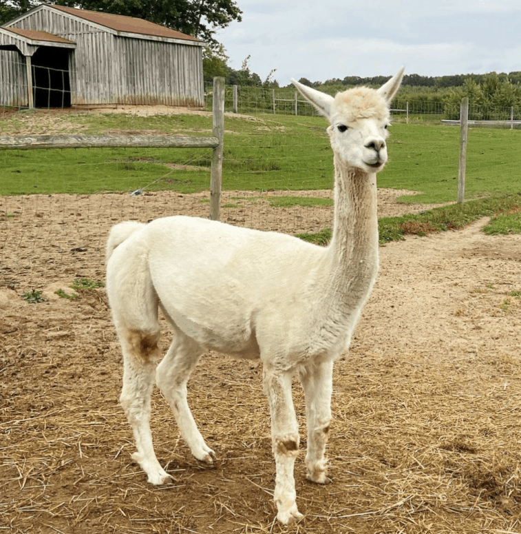 Anderson &Amp; Girls Orchard