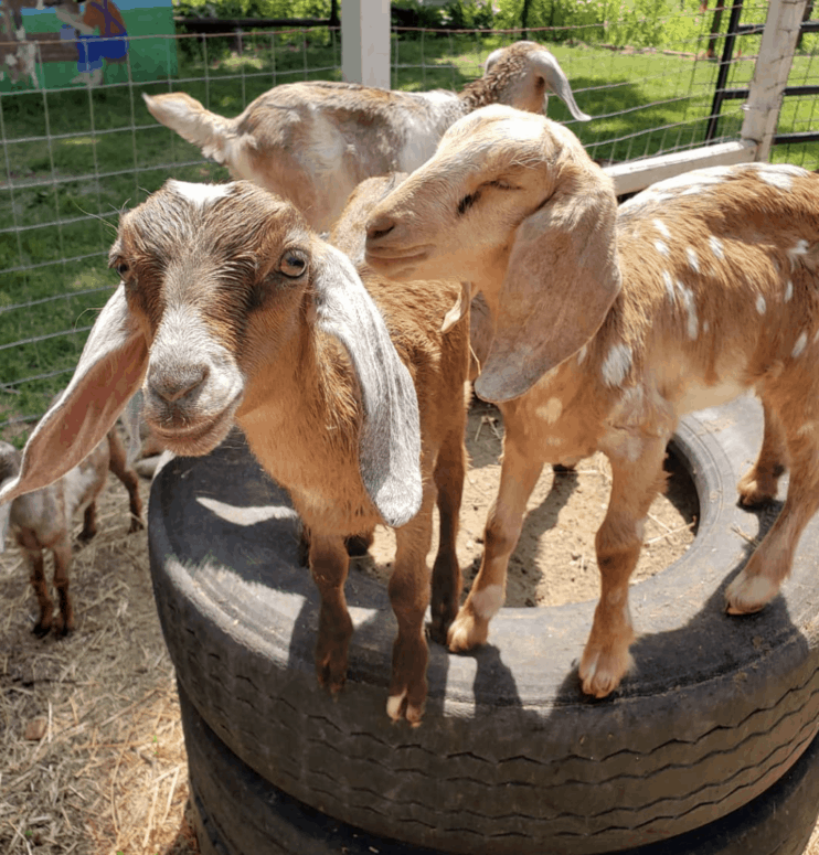 Mapleleaffarm Amy Lynn Haba