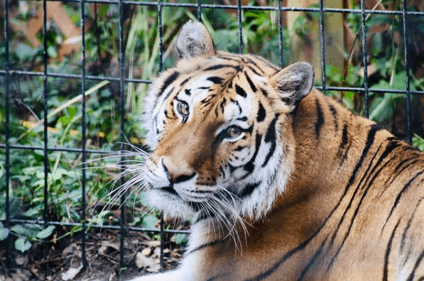 Potter Park Zoo, Lansing Michigan