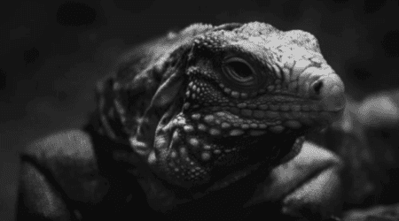The Reptarium, Utica - The Reptarium