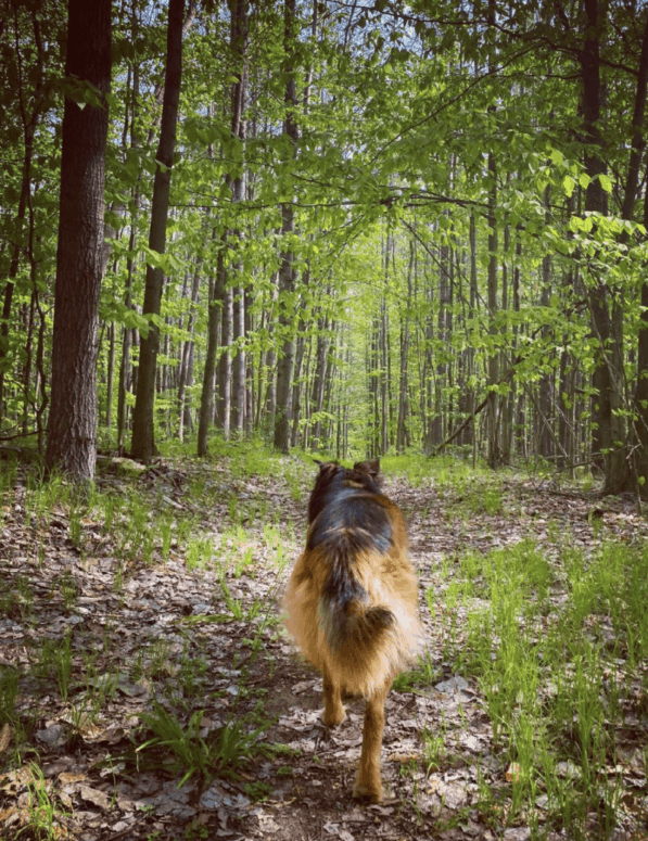 White Pine Trail