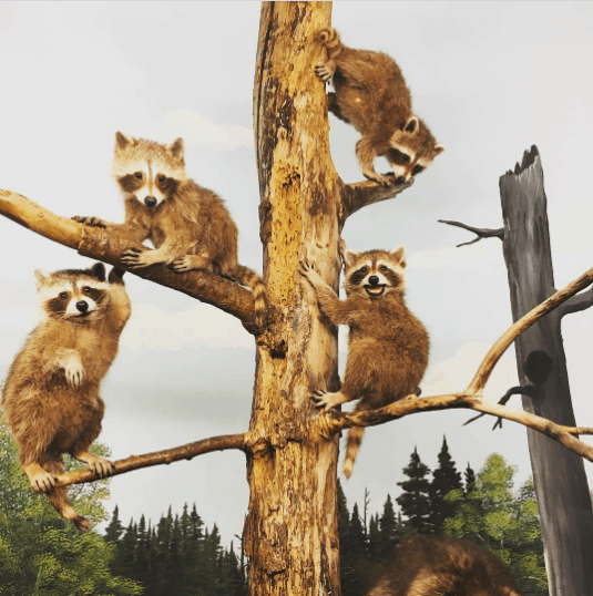 &Nbsp;Call Of The Wild Museum, Gaylord - &Nbsp;Call Of The Wild Museum