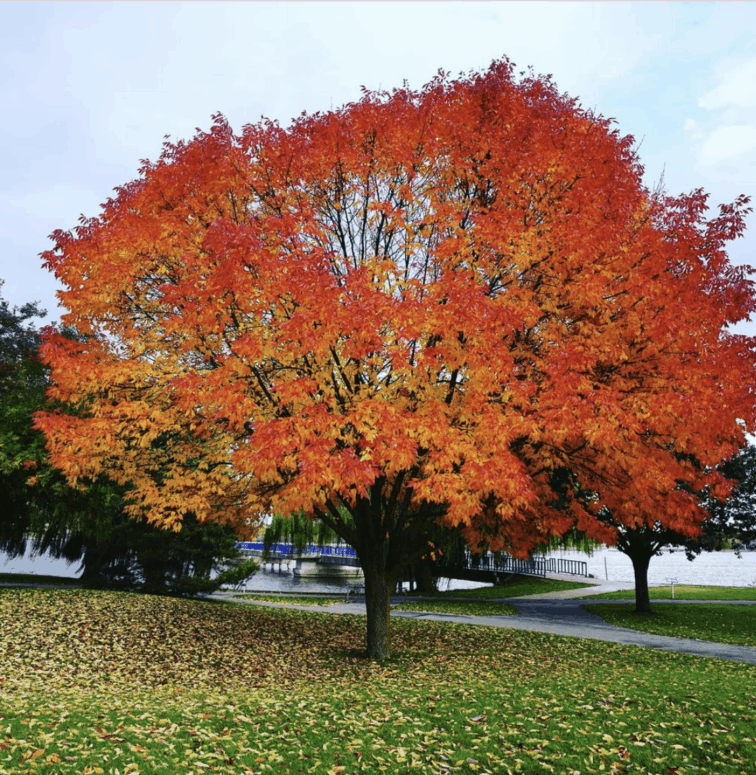 Bay City Area Riverwalk, Bay City - Fall In East Michigan