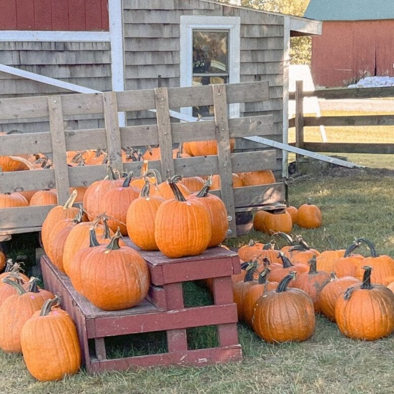 Clearview Orchards -Haslett