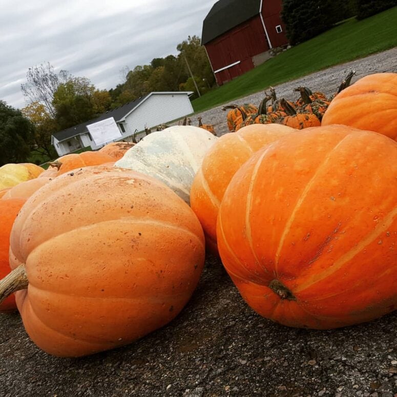 Felzke Farms-Dewitt