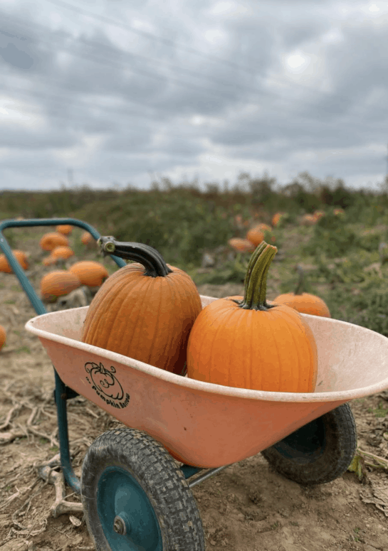 Fruit Ridge Hayrides, Kent City - West Michigan Pumpkin Patches