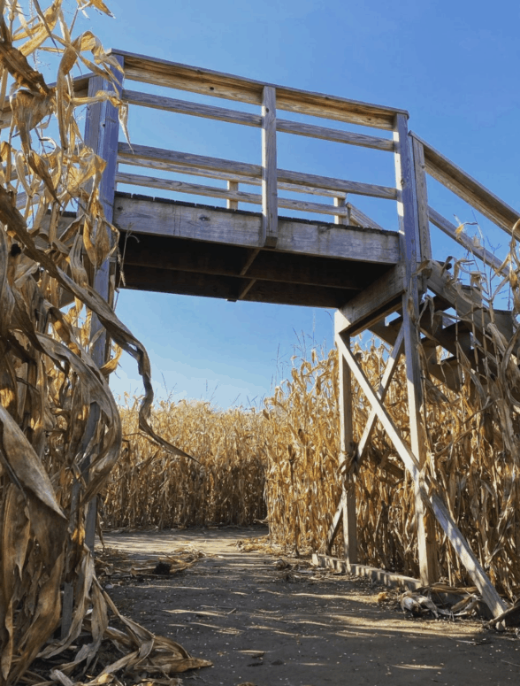 Gull Meadows Farm 1