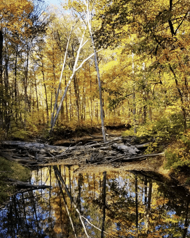Warren Woods State Park, Three Oaks - Fall Hiking Trails