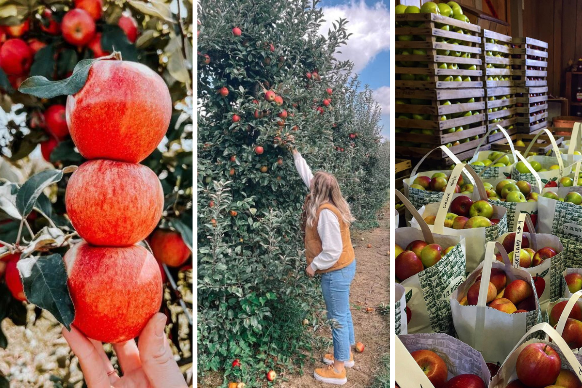 Apple Orchards