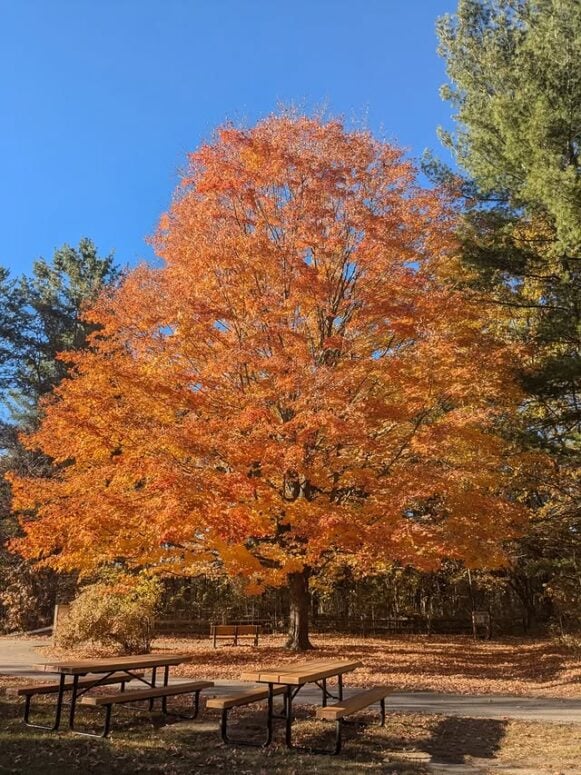 Chippewa Nature Center-Midland