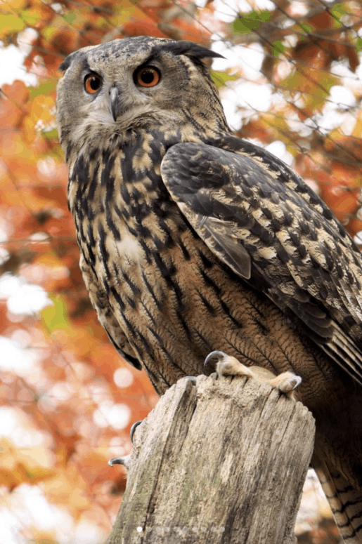 Fall Zoo Tacular