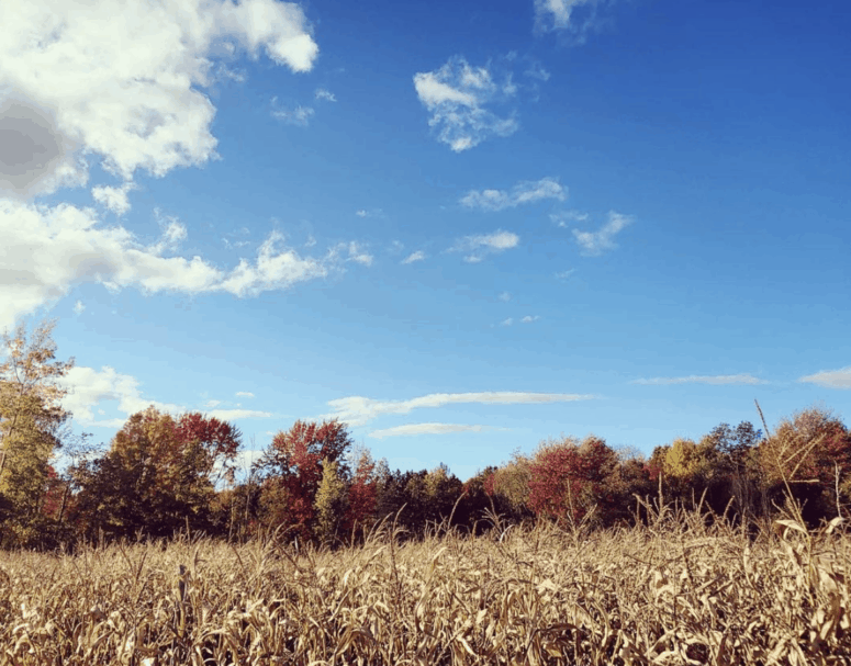 Grandmas Pumpkin Patch