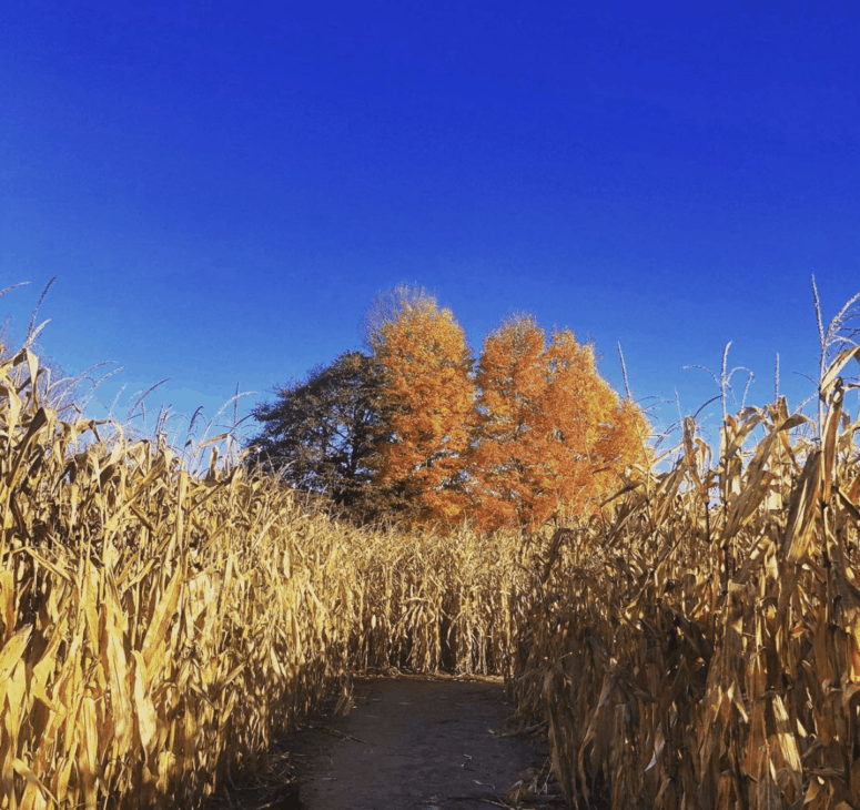 Gull Meadow Farms - Richland, Michigan - Michigan Corn Mazes