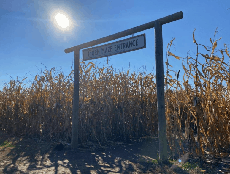 Gull Meadow Farms Corn Maze