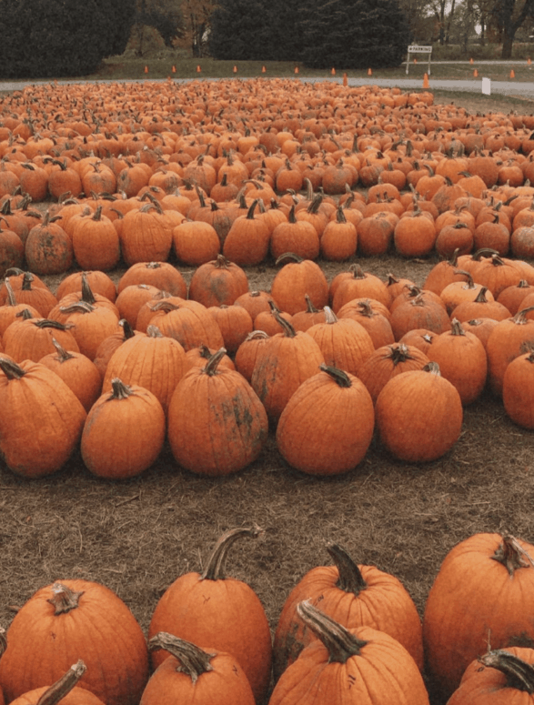 Pumpkin Patch Johnsons Giant Pumpkins