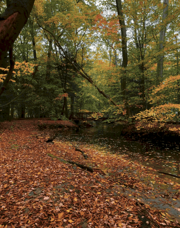 Sanctuary Woods, Holland - Best Things To Do In Holland