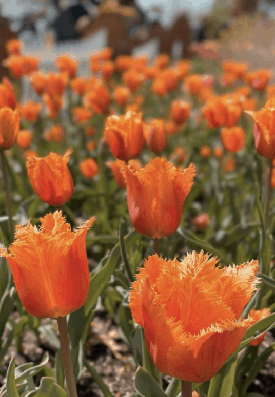 Tulip Time Festival, Holland - Best Things To Do In Holland