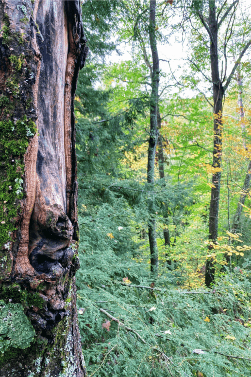 Au Sable River Trail, Grayling - Spring Things To Do