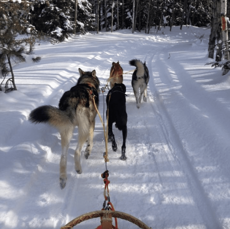 Tahquamenon Sled Dog Race, Muskallonge State Park  - Winter Festivals